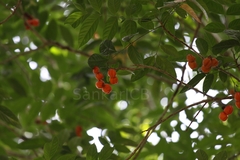 Harpullia arborea